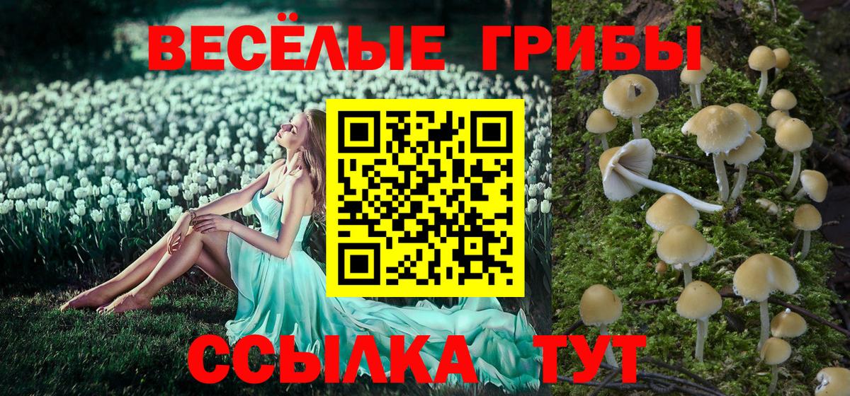 Галлюциногенные грибы Psilocybine cubensis Нижний Новгород